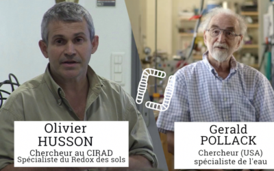 Potentiel d’oxydo-réduction et dynamique de l’eau chez les plantes