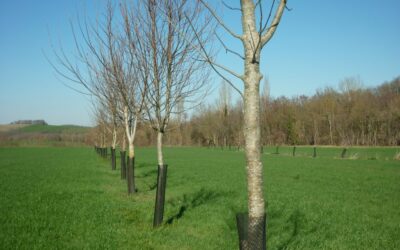 AGROFORESTERIE : Plantation et suivi, réalisation technique – A. Canet – 21-22 janv. 2019 – Aisne (02)