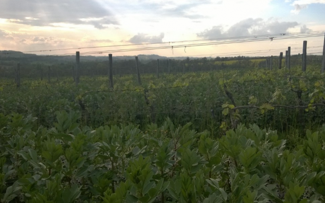 VITICULTURE – Taille douce de la vigne – M.Bourdarias – 22,23 et 24 janv. 2019 – Champagne