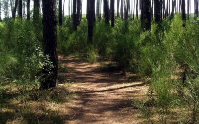 FMD – Sols vivants en forêts landaises – mai 2019 – Gironde
