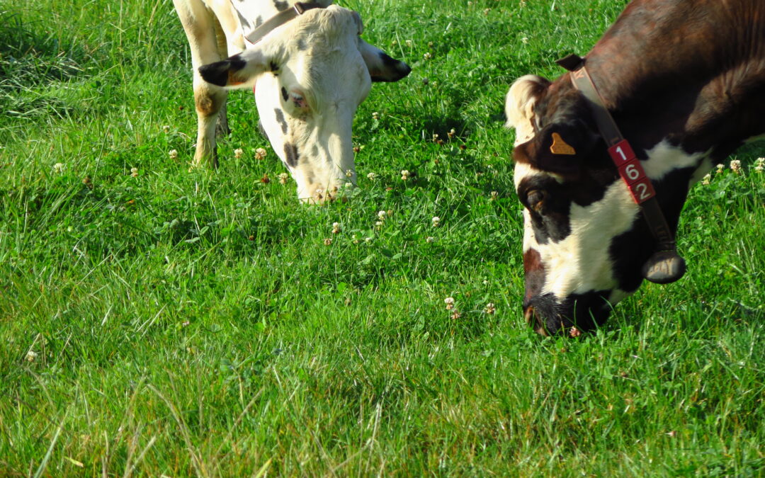 Le Pâturage Tournant Dynamique Agroforestier : concevoir son projet
