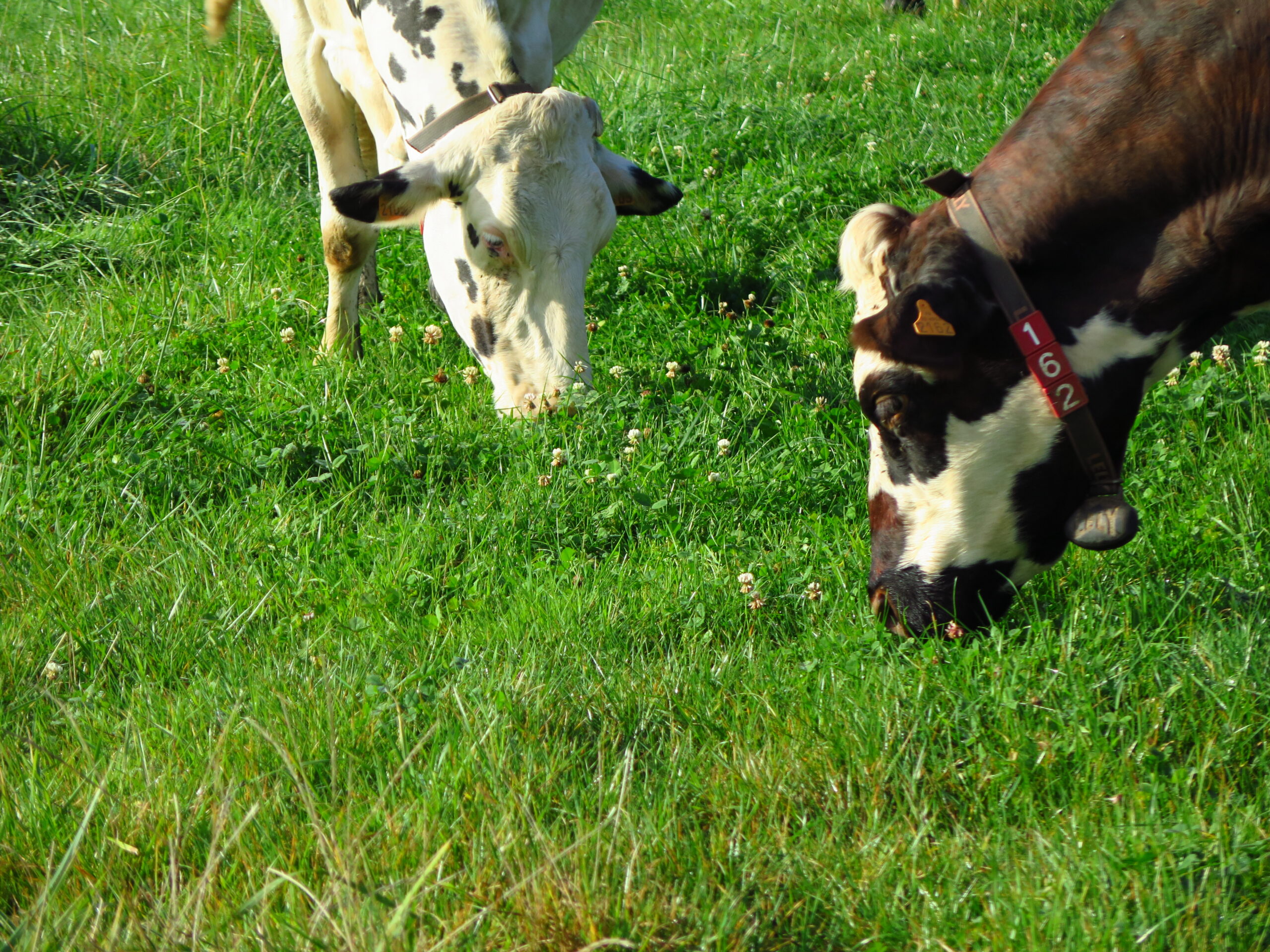 Le Pâturage Tournant Dynamique Agroforestier : concevoir son projet