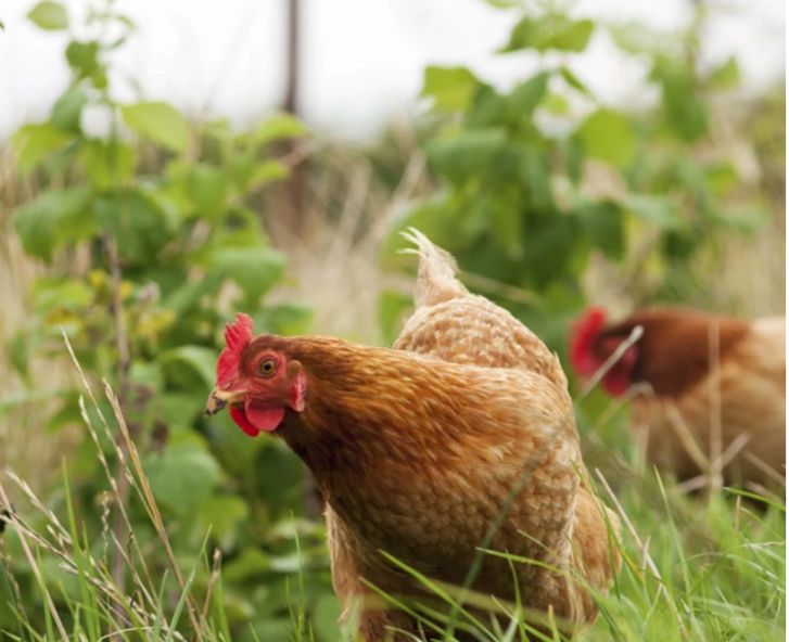 La volaille agroforestière : concevoir son projet