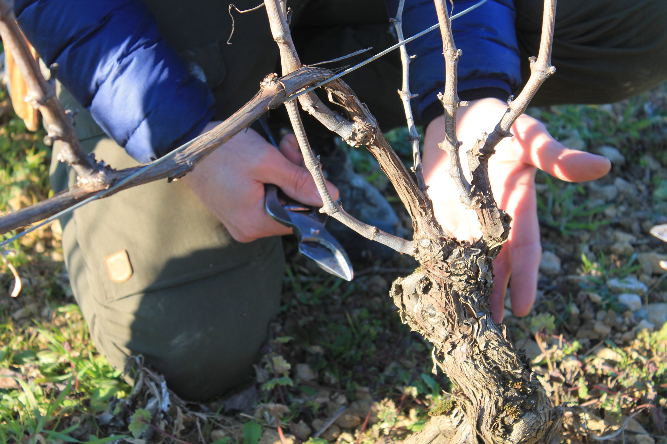 Taille et conduite de la vigne – perfectionnement