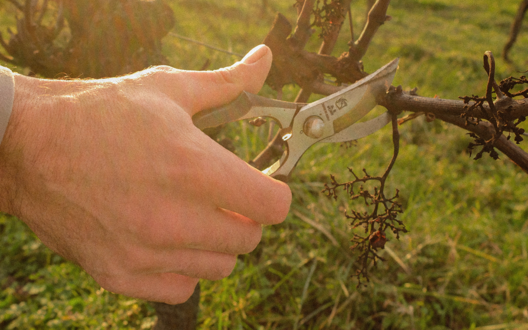 Taille et conduite de la vigne – formation initiale