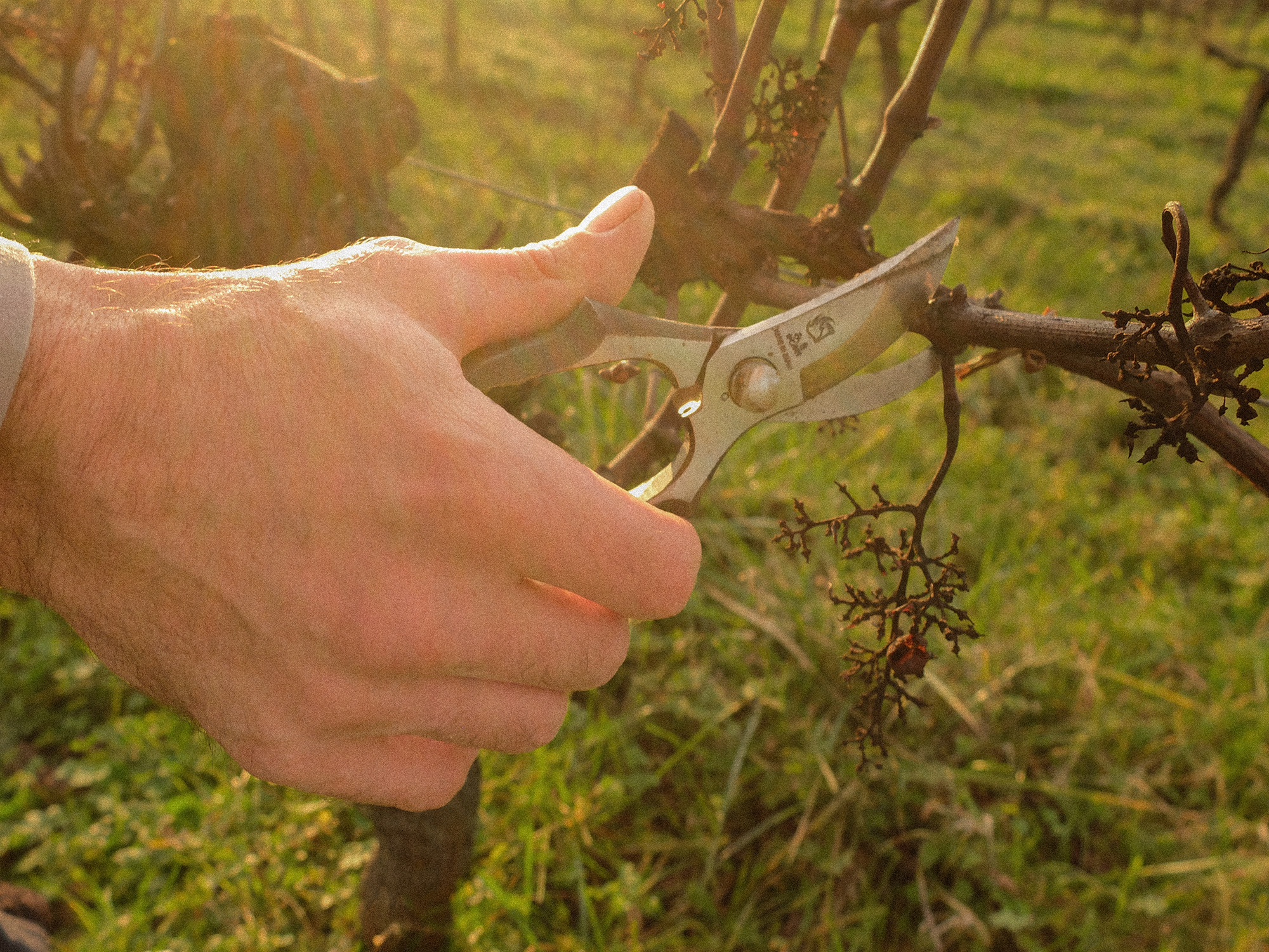 Taille et conduite de la vigne – formation initiale