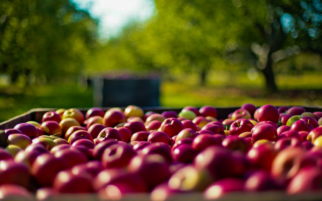 Fabriquer du cidre : de la pomme à l’embouteillage