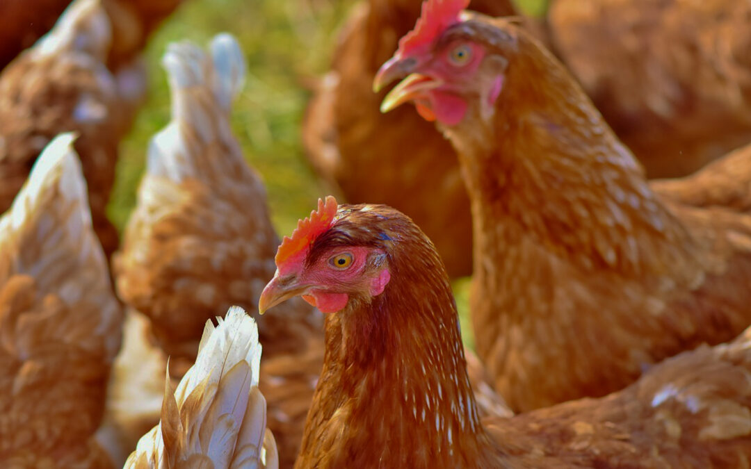 Mettre en place un atelier de poules pondeuses en poulailler mobile : acquérir les éléments clés pour réussir