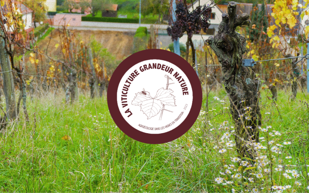 La viticulture grandeur nature