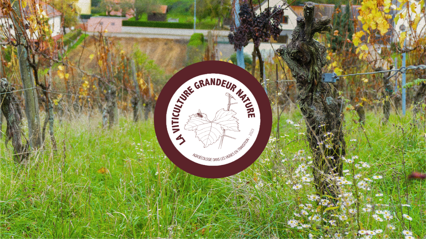 La viticulture grandeur nature