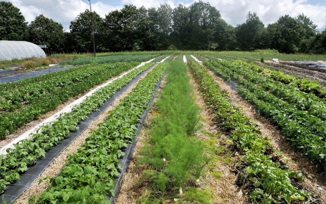 Le Maraîchage Sol Vivant de la théorie à la pratique
