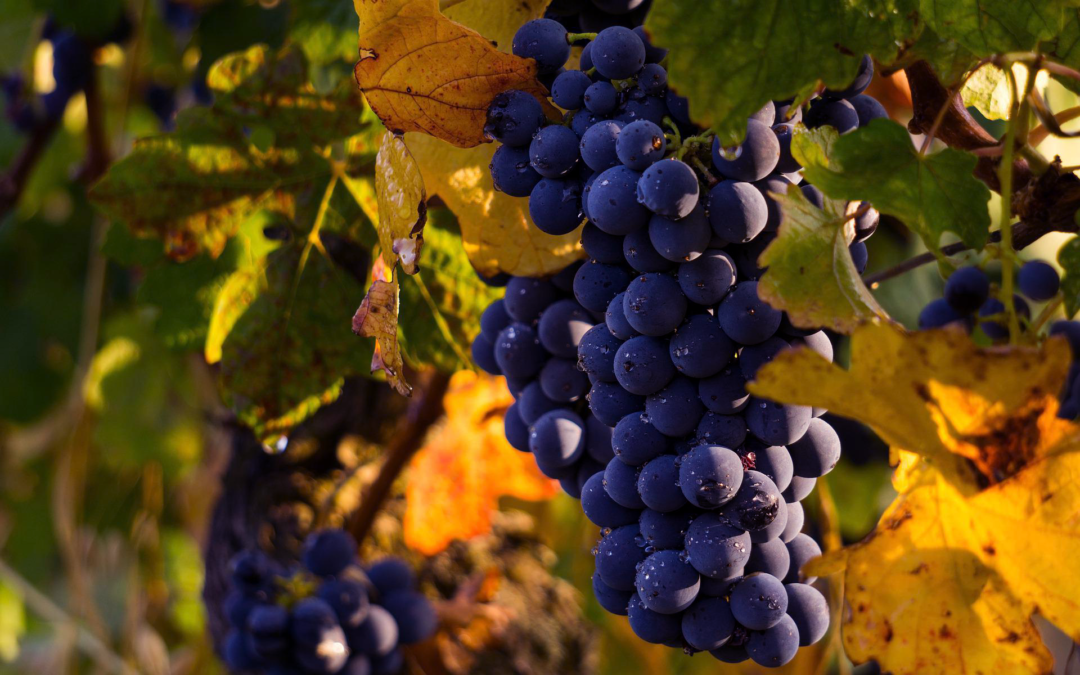 Santé des sols et de la vigne