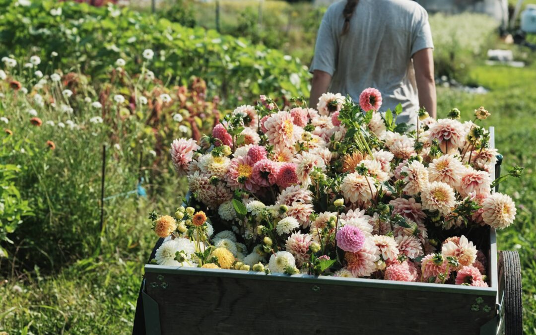 La culture de fleurs coupées avec Floramama