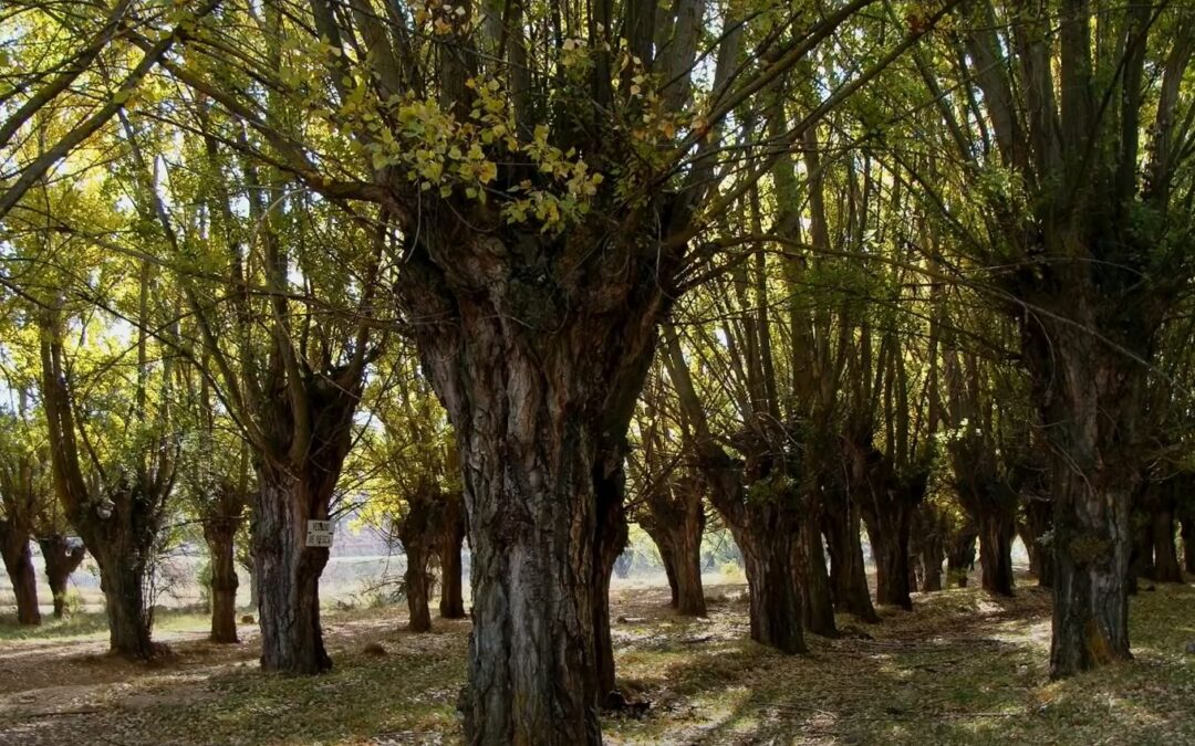 Trognes et savoirs paysans autour de l&rsquo;arbre et de la haie