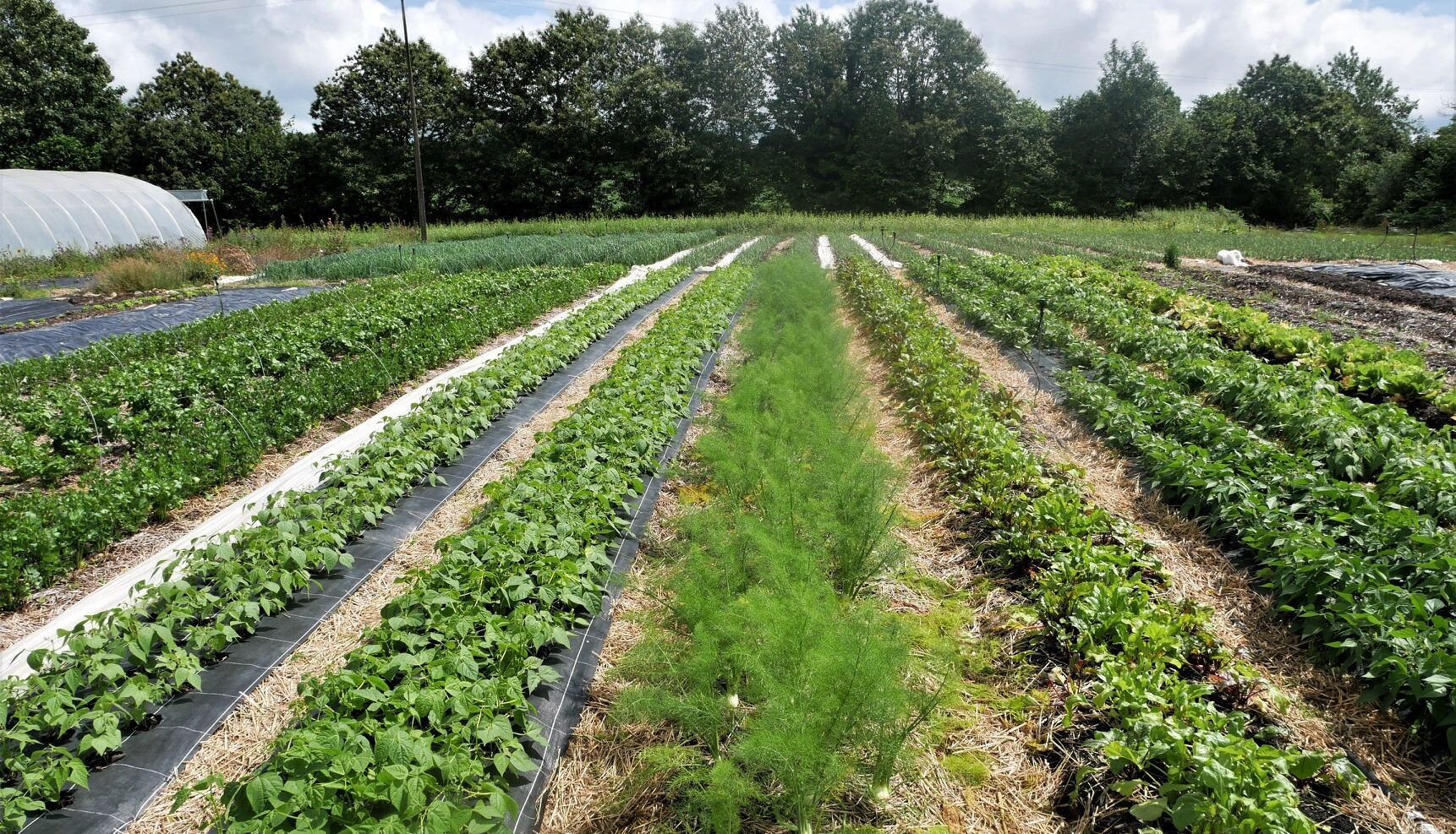 Réussir son installation en Maraîchage Sol Vivant (MSV)