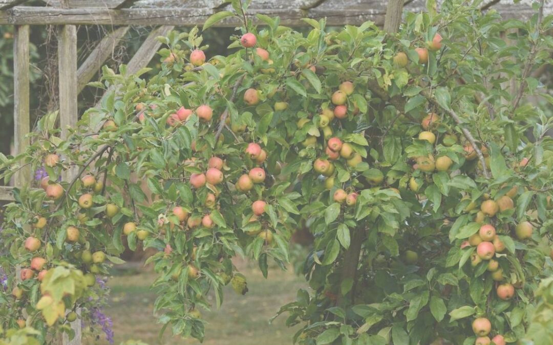 Projet national : Agroécologie Paysagère pour Régénérer et Nourrir (APRN)