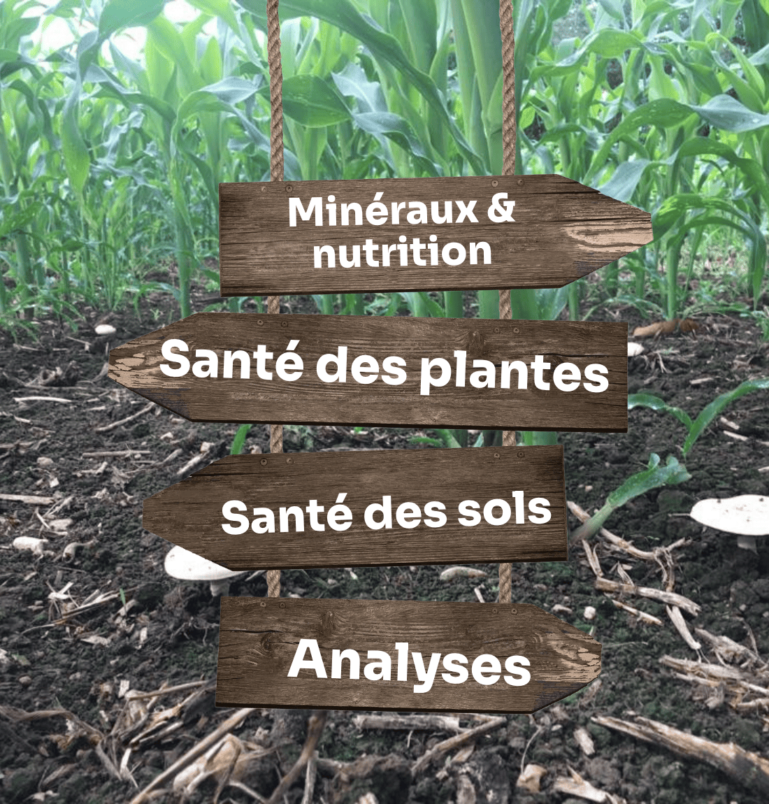 Approche nutritionnelle (FOAD)(1)